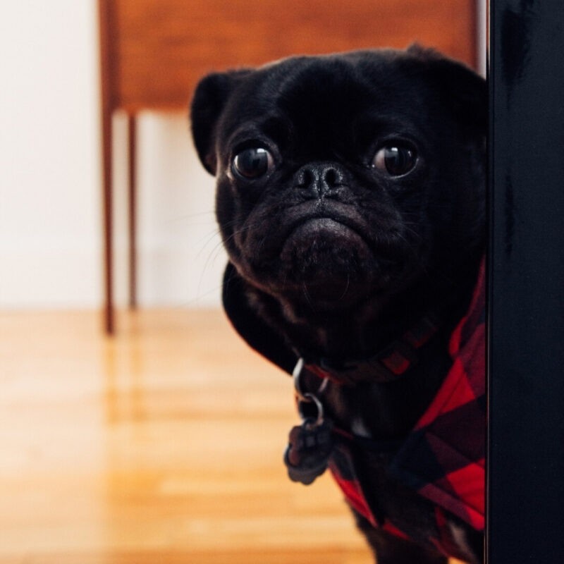 The Carpet Shoppe has expertise in how to protect hardwood floors from pets like the one shown here.